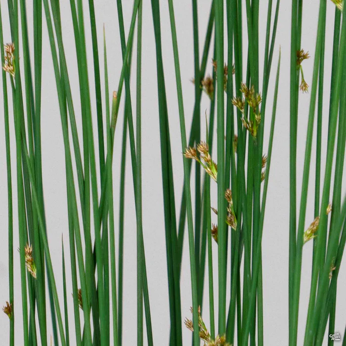 3099-rush-elk-blue-1.webp Rush 'Elk Blue'