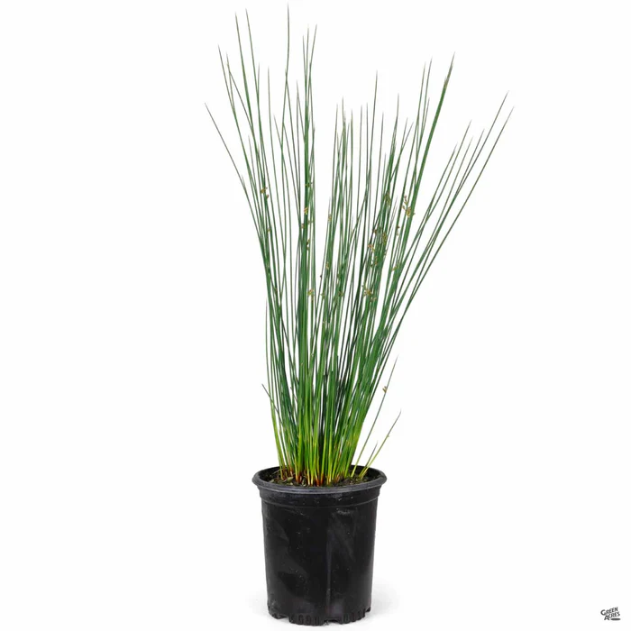 3099-rush-elk-blue-2.webp Rush 'Elk Blue'