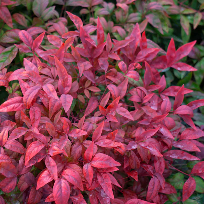 Heavenly Bamboo 'Firepower'
