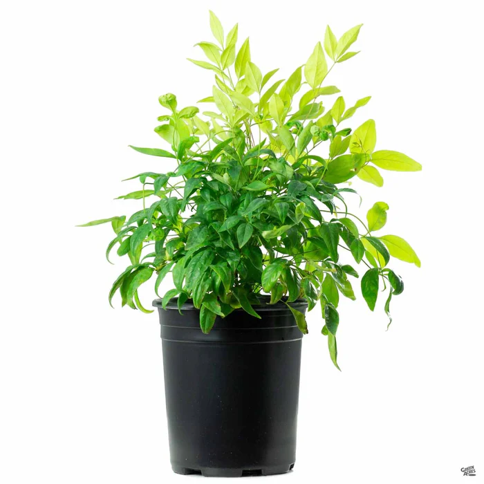 Heavenly Bamboo 'Firepower'