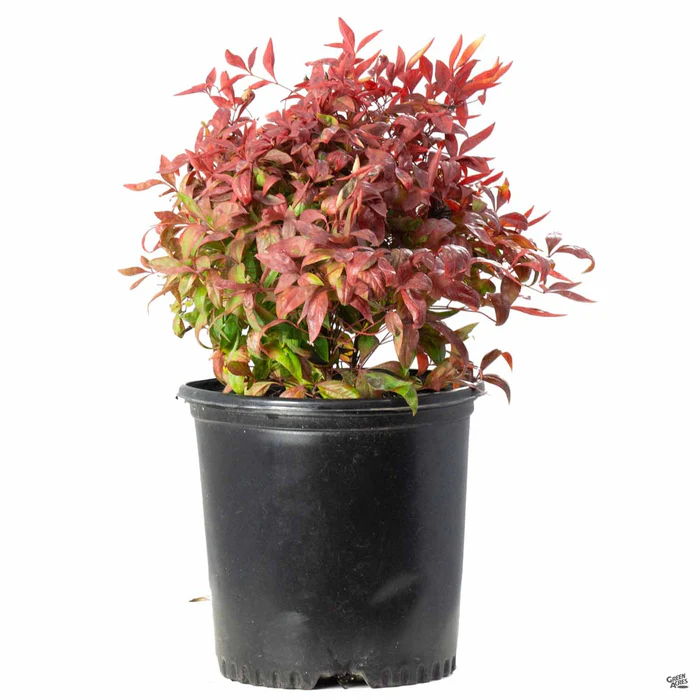 Heavenly Bamboo 'Firepower'
