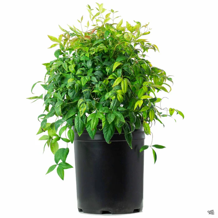 Heavenly Bamboo 'Firepower'