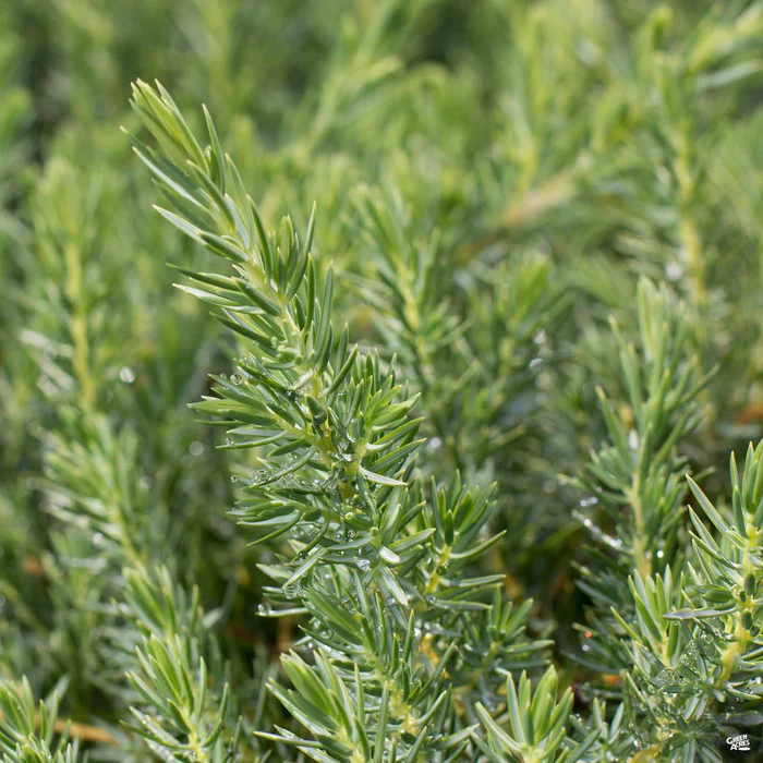 Shore Juniper 'Blue Pacific'