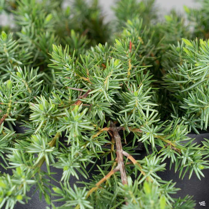 Shore Juniper 'Blue Pacific'