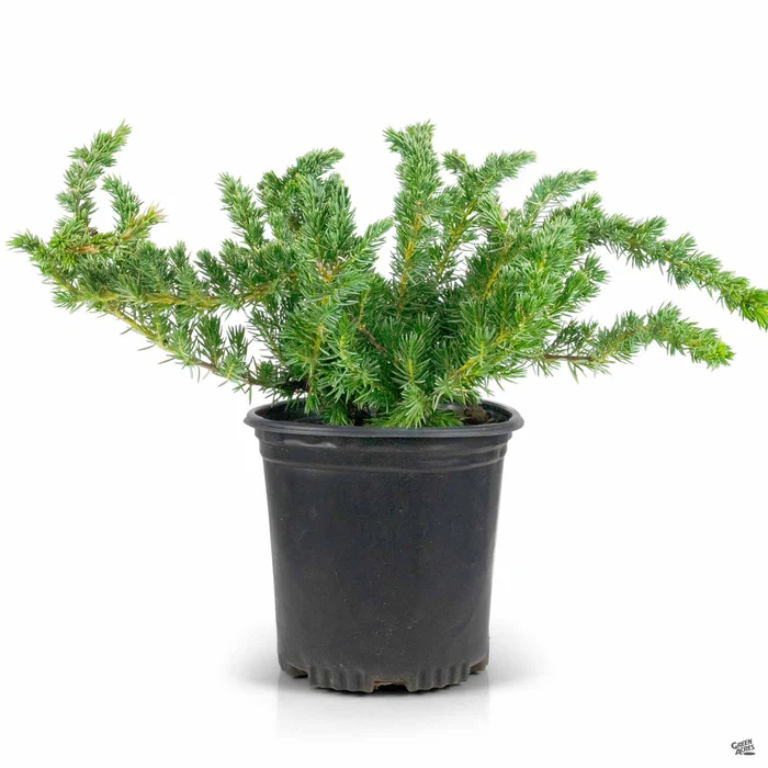 Shore Juniper 'Blue Pacific'