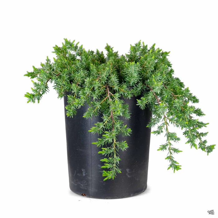 Shore Juniper 'Blue Pacific'