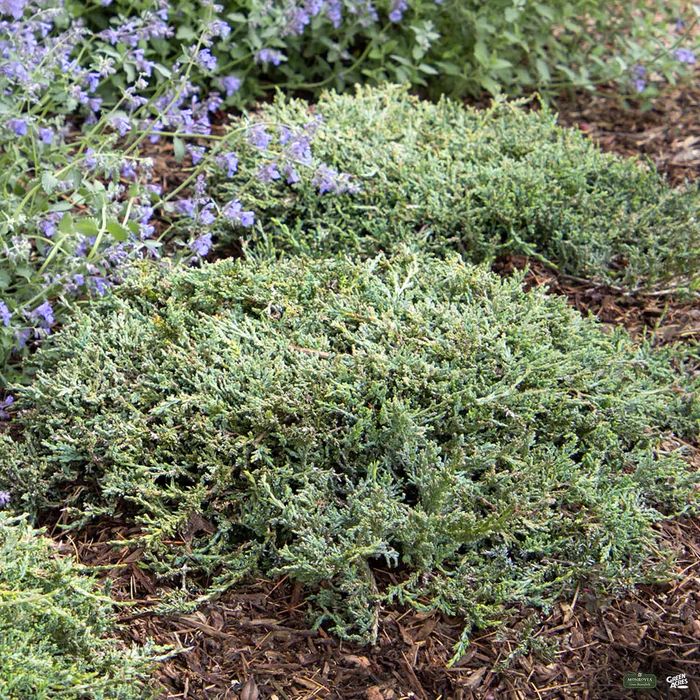 Juniper 'Icee Blue' | Monrovia