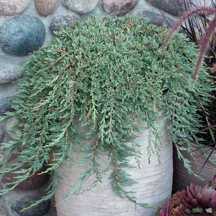 Juniper 'Icee Blue' | Monrovia