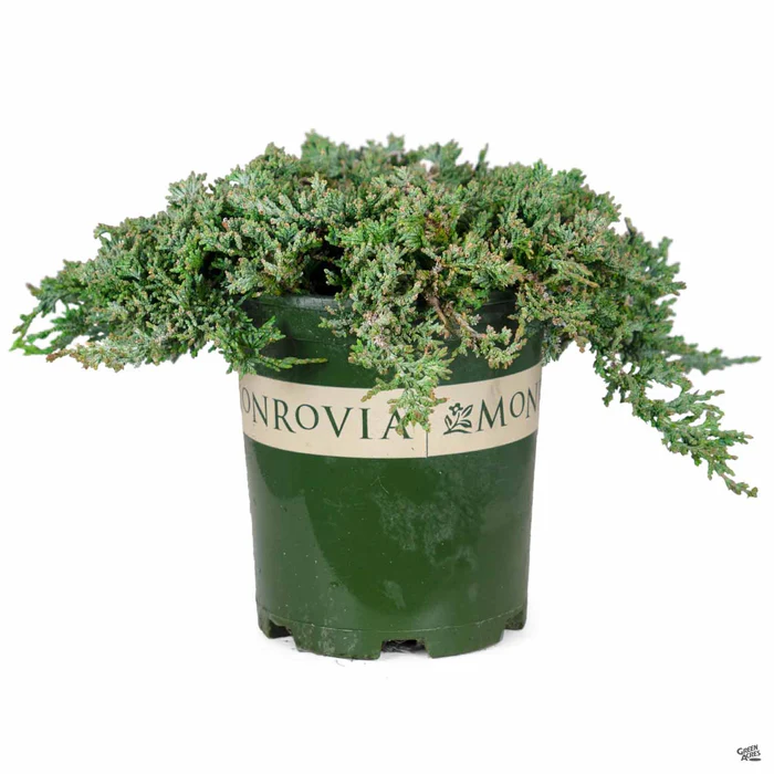 Juniper 'Icee Blue' | Monrovia