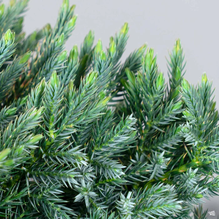 Juniper 'Blue Star'