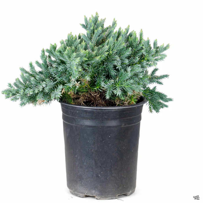 Juniper 'Blue Star'
