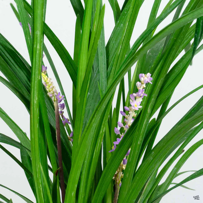 3107-lilyturf-big-blue-1.webp Lilyturf'Big Blue'