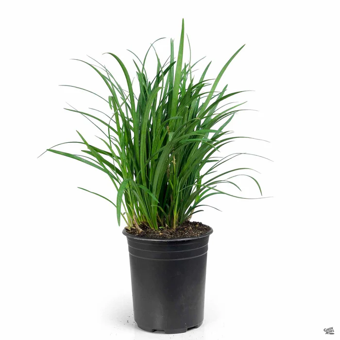 3107-lilyturf-big-blue-2.webp Lilyturf'Big Blue'