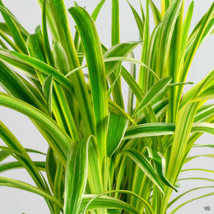 3108-lilyturf-silvery-sunproof-1.webp Lilyturf 'Silvery Sunproof'