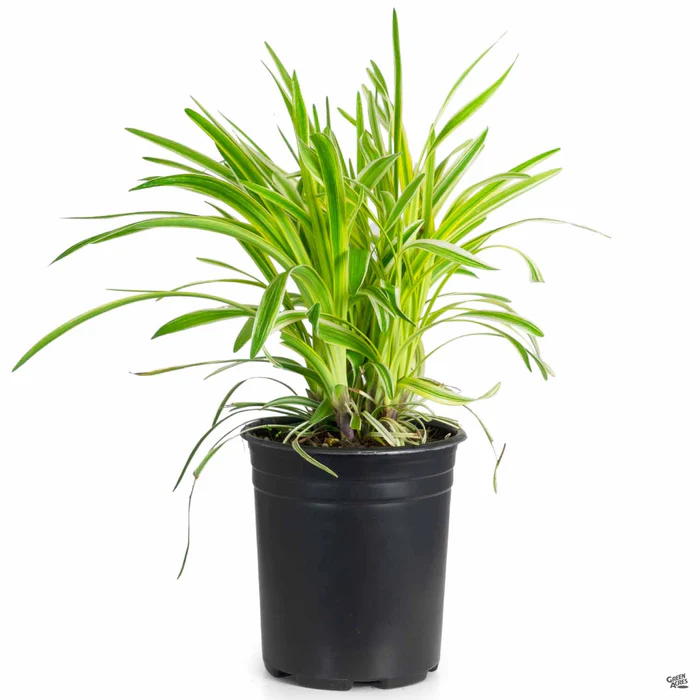 Lilyturf 'Silvery Sunproof'