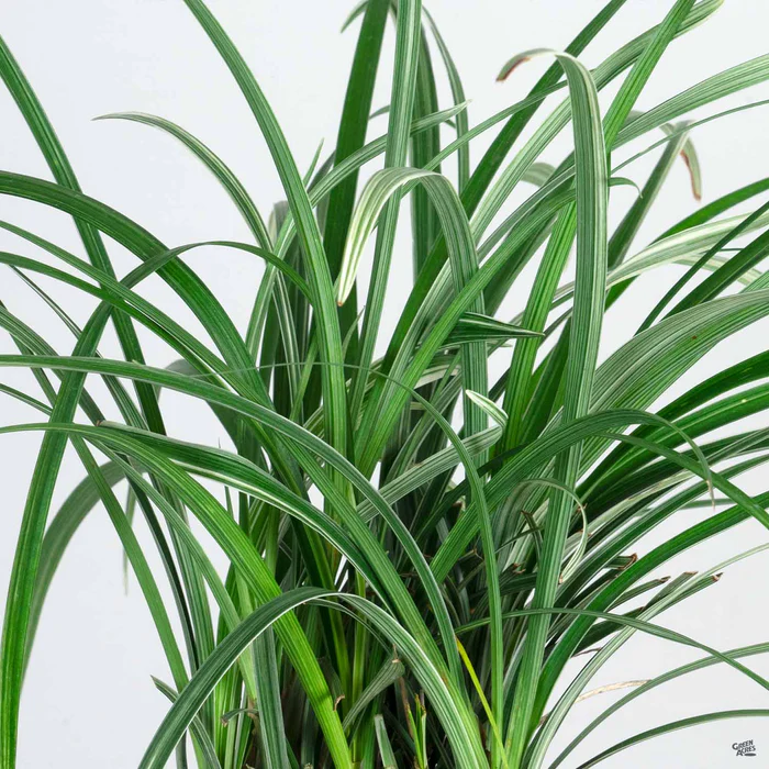 Creeping Lilyturf