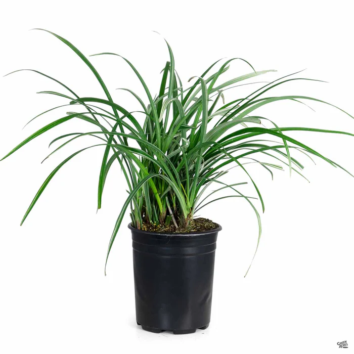 Creeping Lilyturf