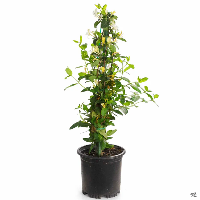 3110-hall-s-honeysuckle-stake-3.webp Hall's Honeysuckle Stake