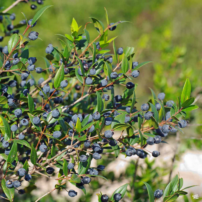 Dwarf Myrtle