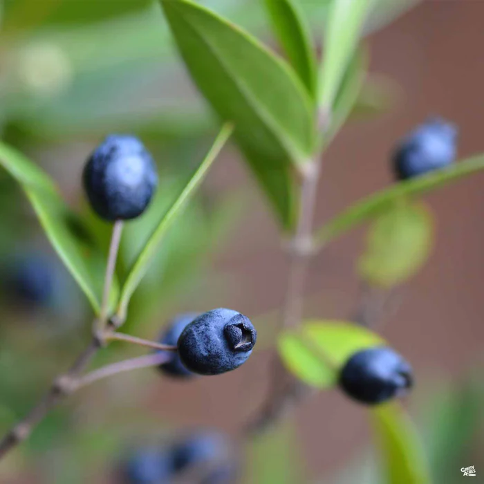 Dwarf Myrtle