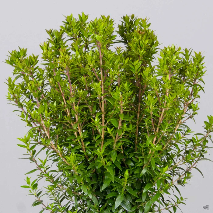 Dwarf Myrtle