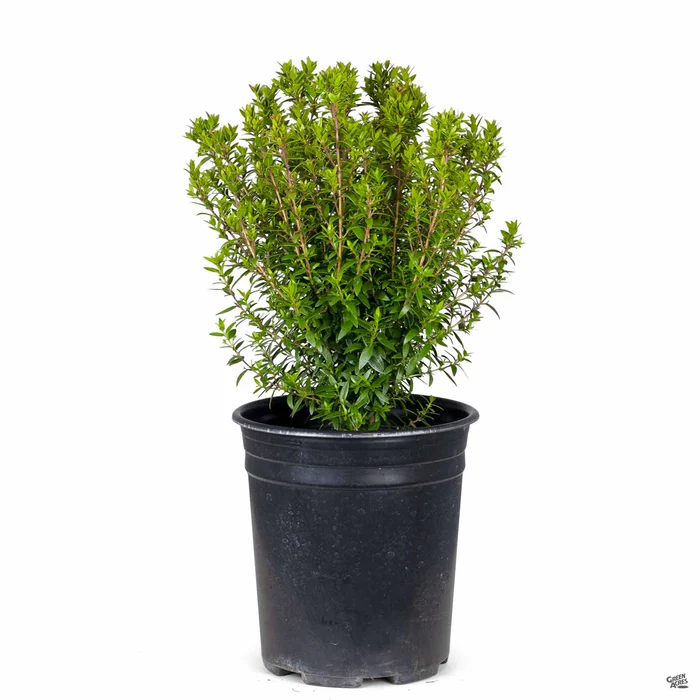 Dwarf Myrtle