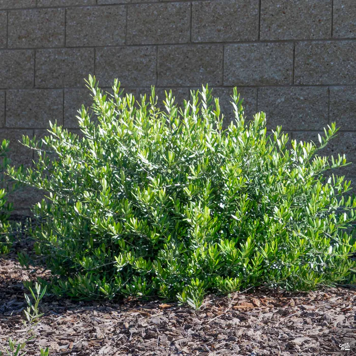 Dwarf Bush Olive