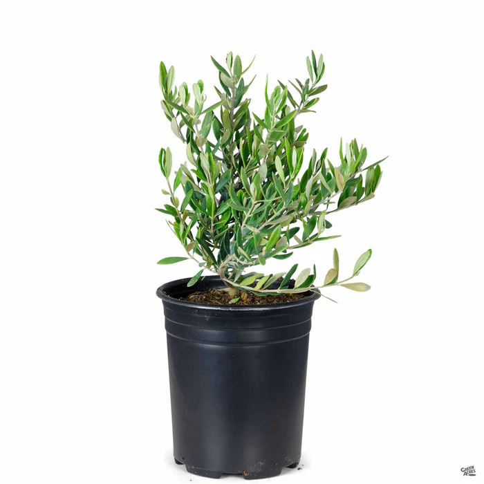 Dwarf Bush Olive