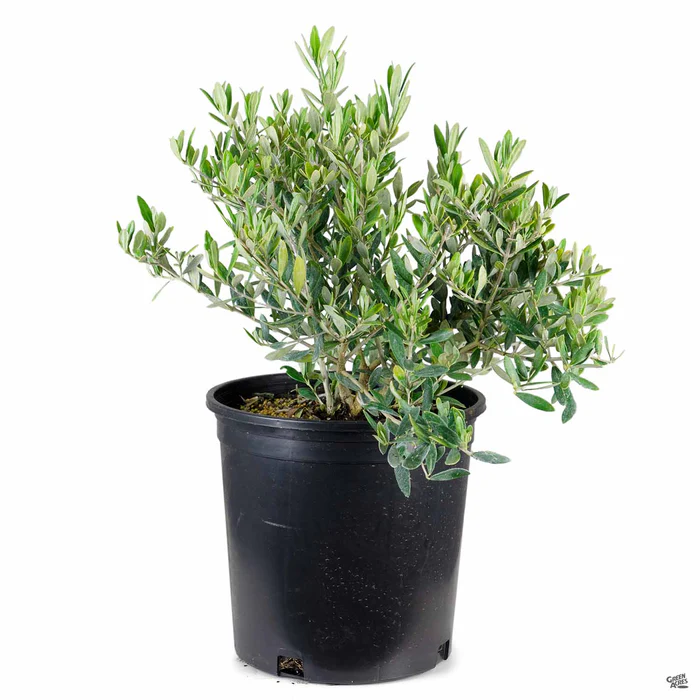 Dwarf Bush Olive