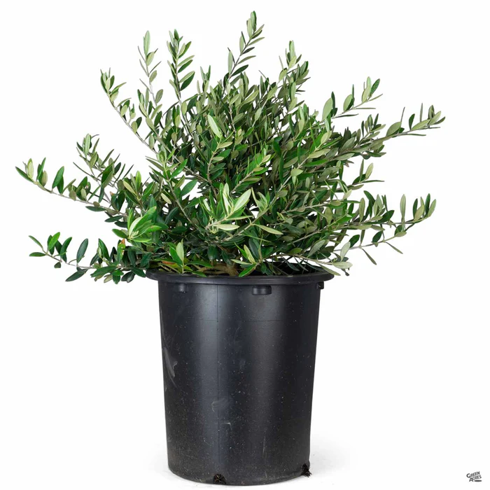 Dwarf Bush Olive