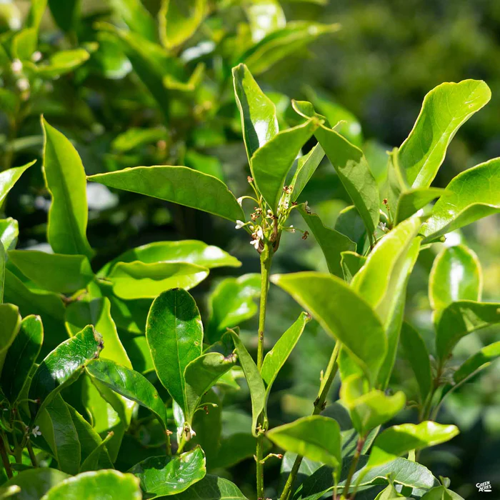 Sweet Olive