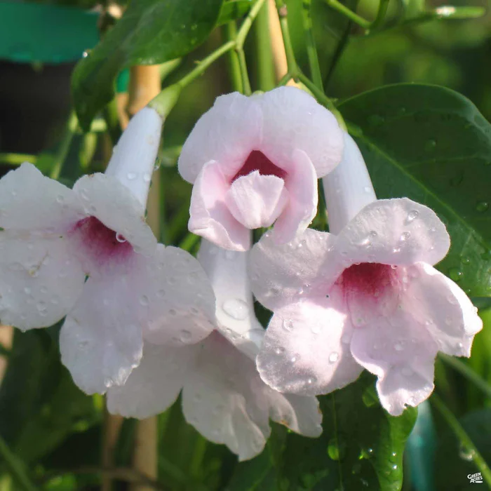 Pink Bower Vine