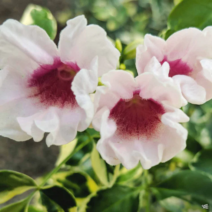 Variegated Bower Vine
