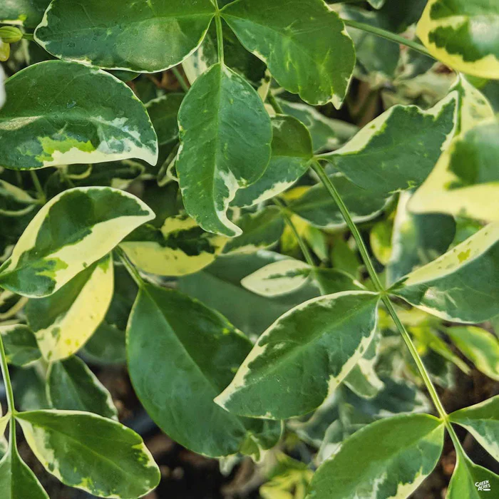 Variegated Bower Vine