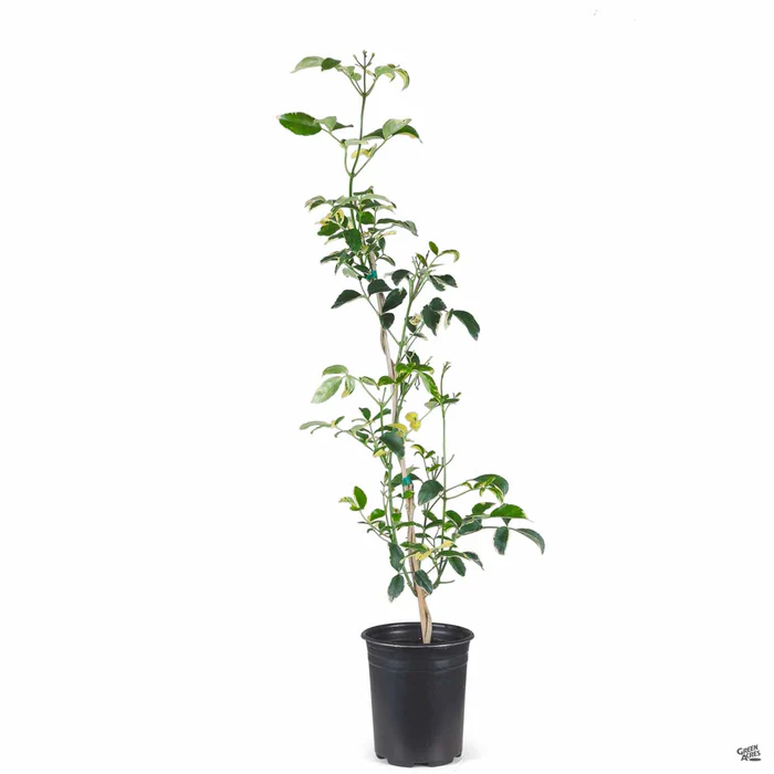 Variegated Bower Vine