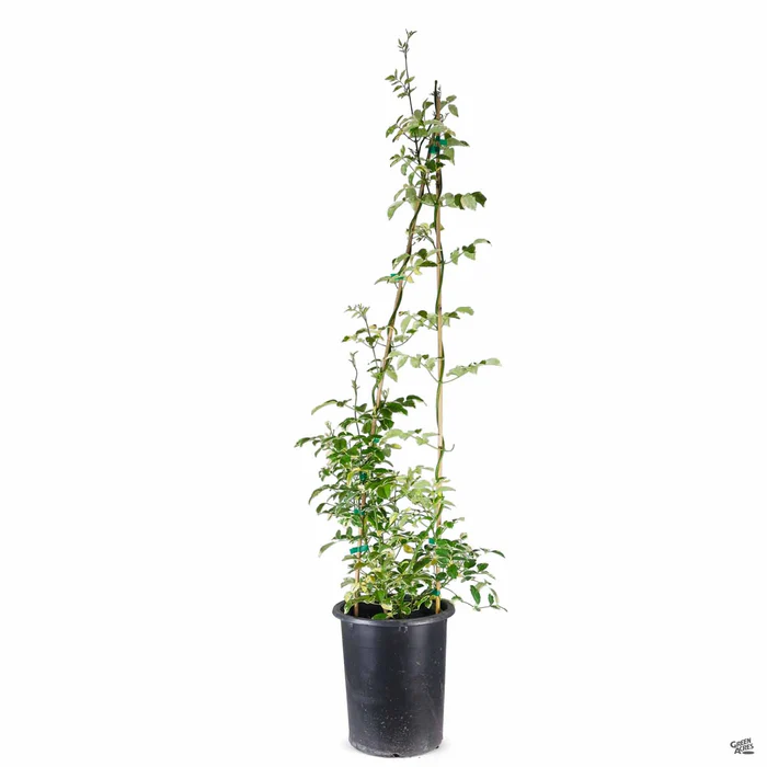 Variegated Bower Vine