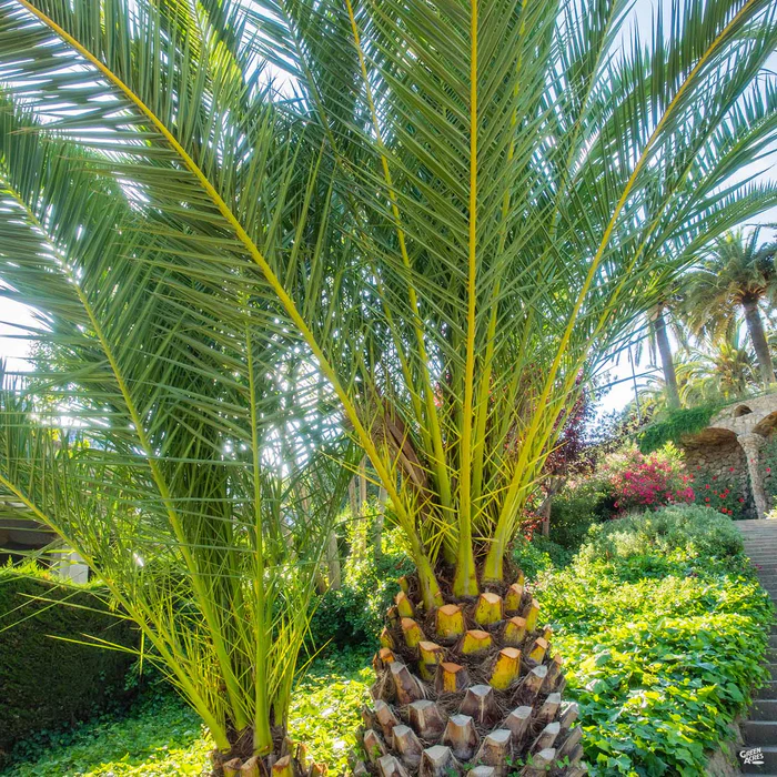 3126-canary-island-date-palm-1.webp Canary Island Date Palm