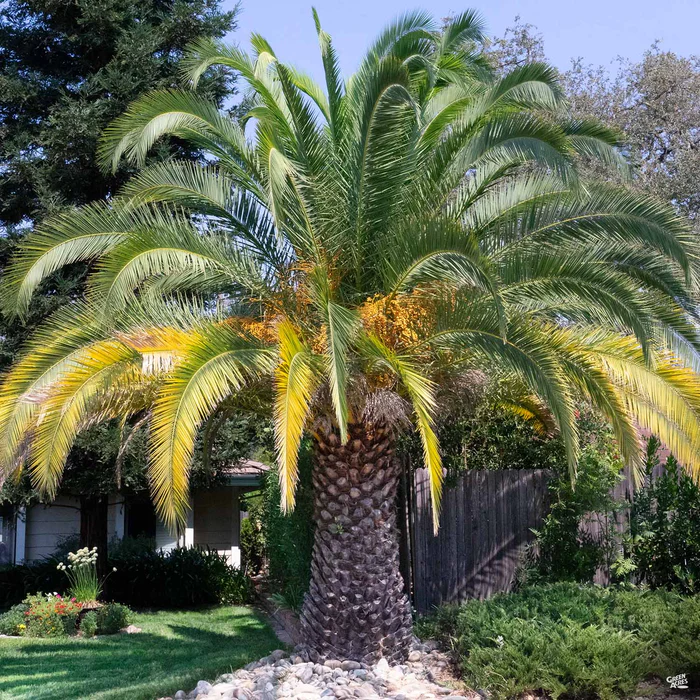 3126-canary-island-date-palm-2.webp Canary Island Date Palm