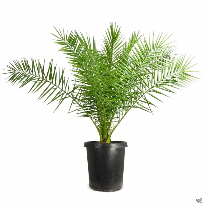 3126-canary-island-date-palm-3.webp Canary Island Date Palm