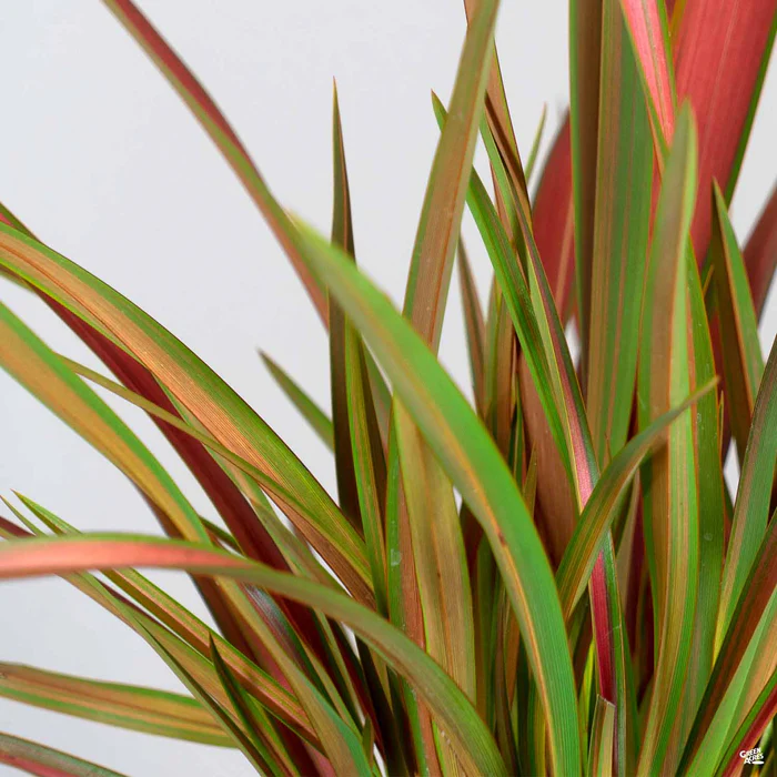 3129-new-zealand-flax-jester-1.webp New Zealand Flax 'Jester'
