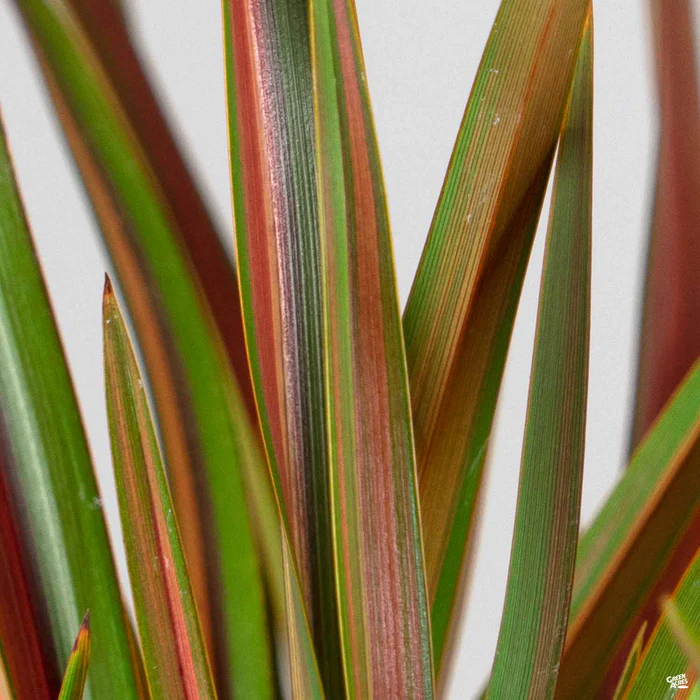 New Zealand Flax 'Jester'
