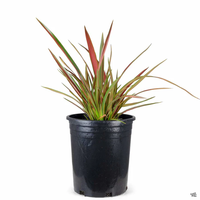 New Zealand Flax 'Jester'