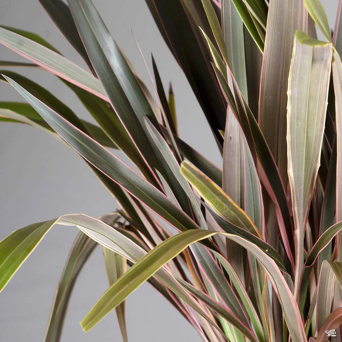 New Zealand Flax 'Pink Stripe'
