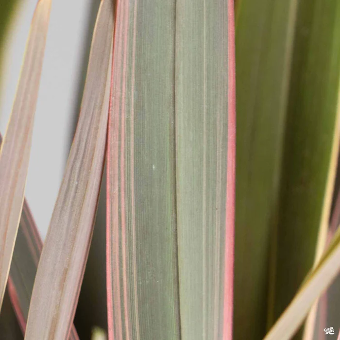 New Zealand Flax 'Pink Stripe'