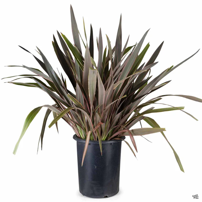 New Zealand Flax 'Pink Stripe'