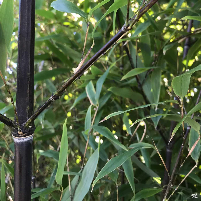 3131-black-bamboo-1.webp Black Bamboo