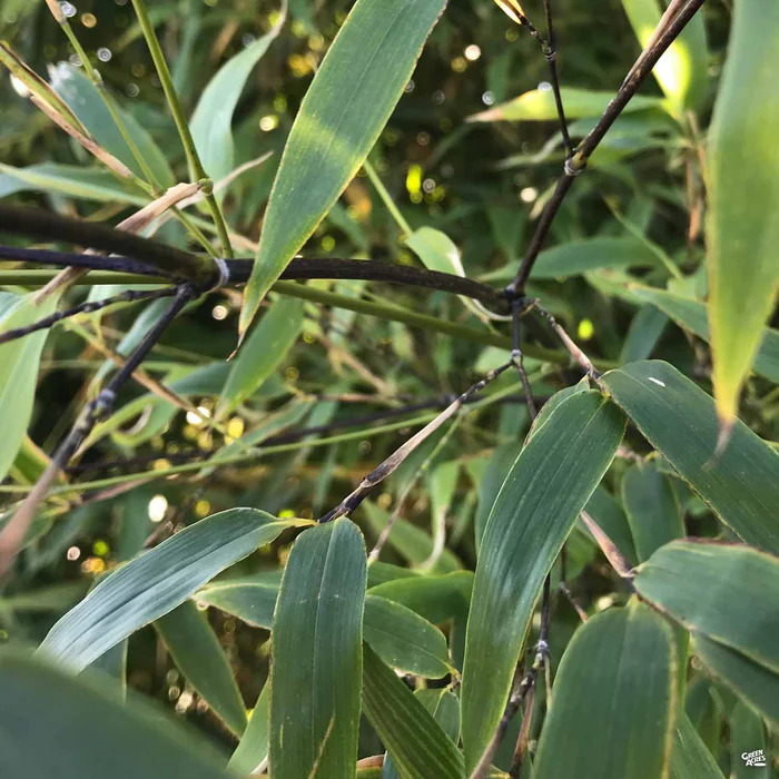 3131-black-bamboo-2.webp Black Bamboo
