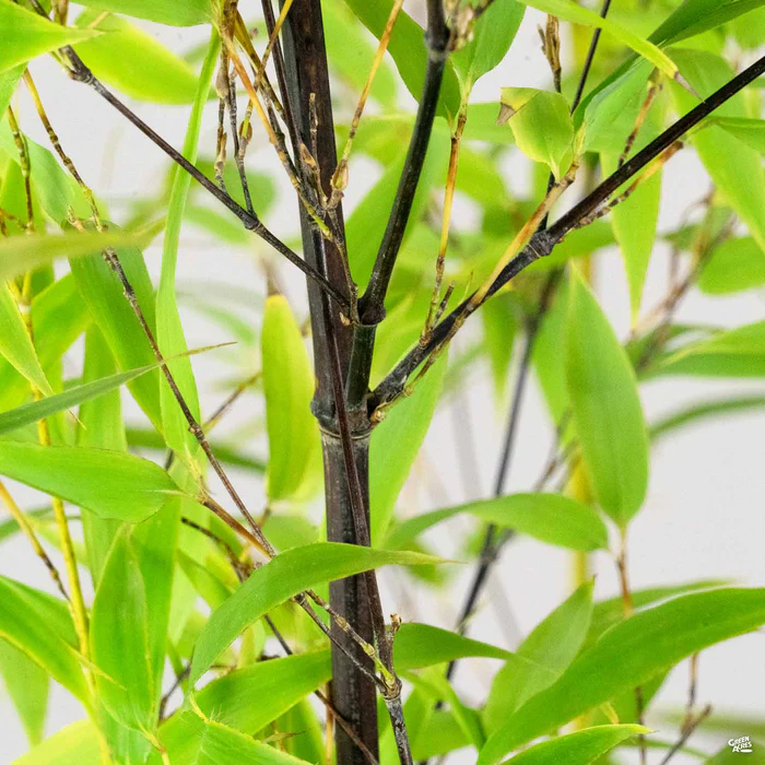 3131-black-bamboo-3.webp Black Bamboo
