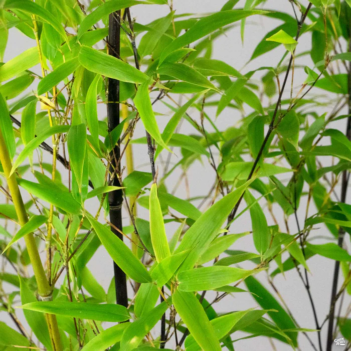 3131-black-bamboo-4.webp Black Bamboo