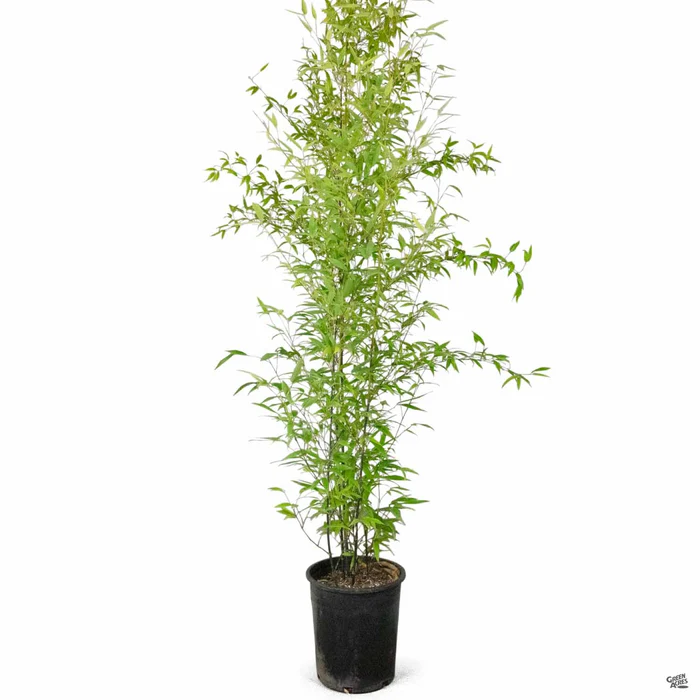 3131-black-bamboo-5.webp Black Bamboo